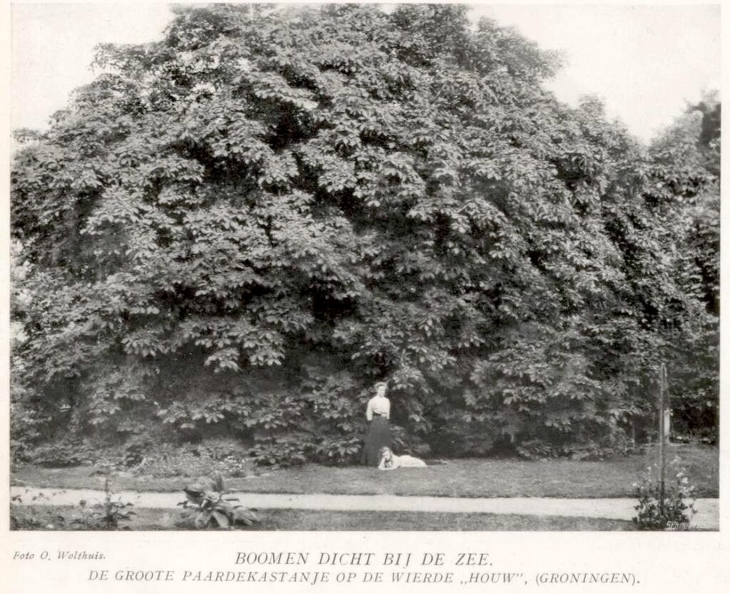 de houw kastanjeboom Oosterhout windsingel 